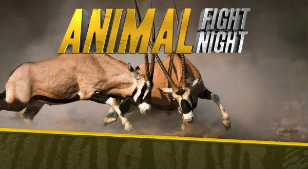 Animal Fight Night