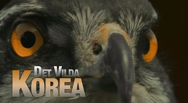 Det vilda Korea