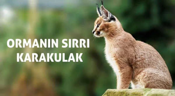 Ormanın Sırrı Karakulak