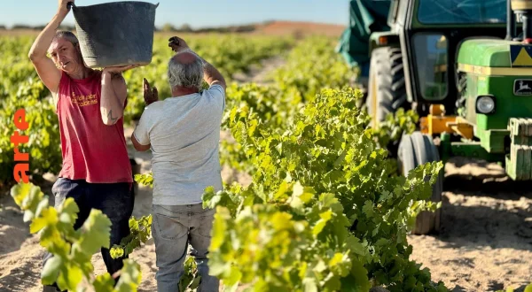 Le vin sans alcool au secours des vignerons