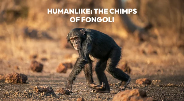 Humanlike: The Chimps of Fongoli