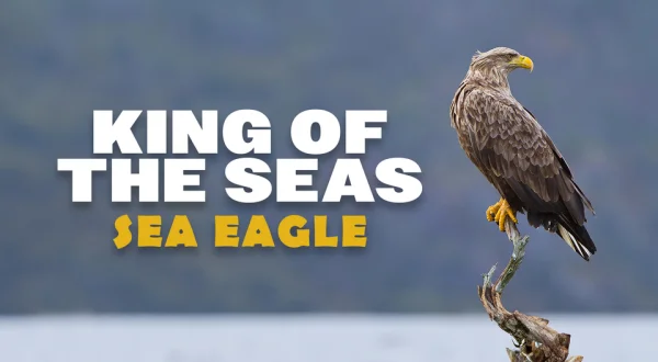 King of the Seas: Sea Eagle