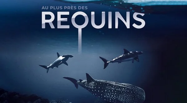 Au plus près des requins