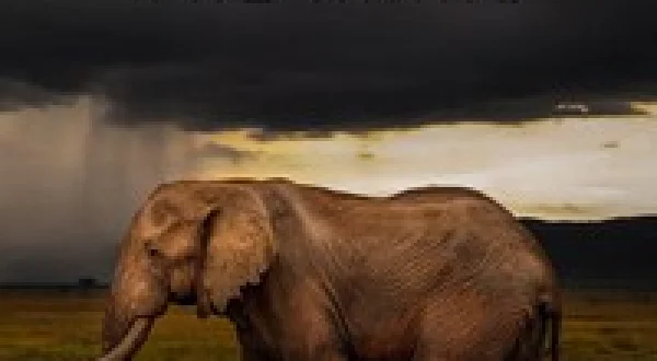 Chasing the Rains