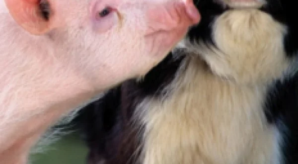 Babe, el cerdito valiente
