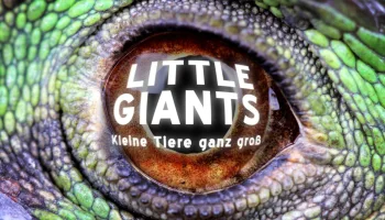 Little Giants – Kleine Tiere ganz groß