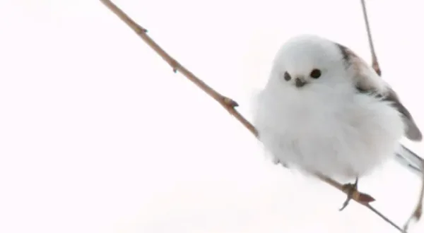 Darwin's Amazing Animals