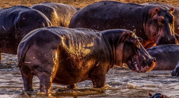 Riječni divovi Afrike