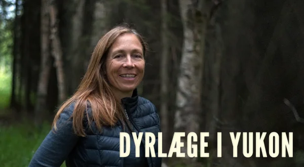 Dyrlæge i Yukon