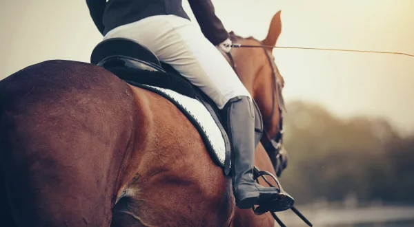Galopprennen: Taif Racing Season