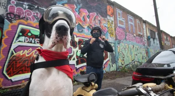 Angleterre, pays des grands chiens