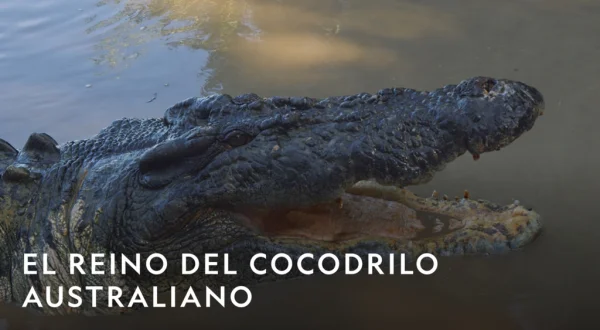 El reino del cocodrilo australiano