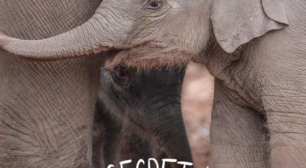 The Secret Life of the Zoo