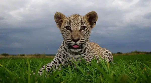 Orphans of the Wild