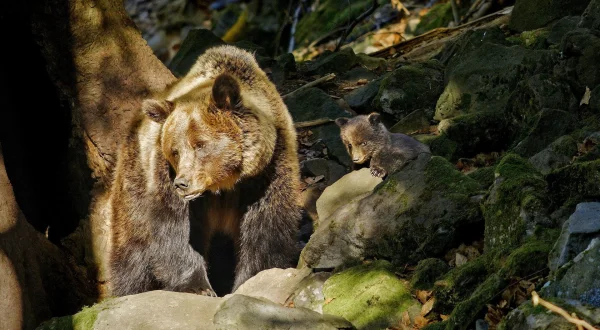 Into The Carpathian Wild