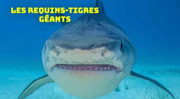 Les requins-tigres géants
