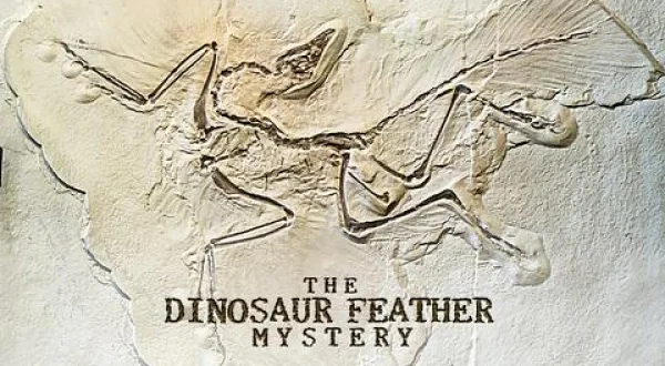 恐竜から鳥類へ 羽毛誕生ミステリー(二)
