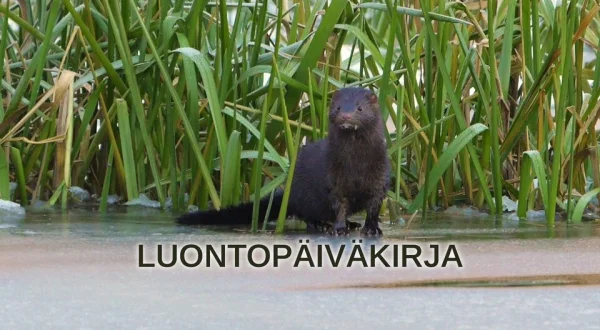Luontopäiväkirja