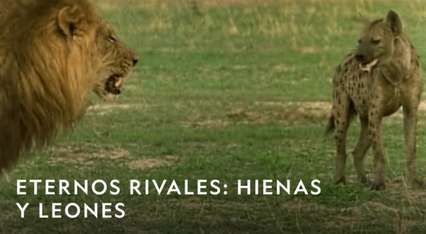 Eternos rivales: hienas y leones