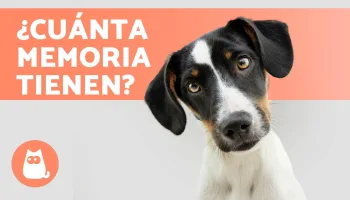 Comportamientos graciosos