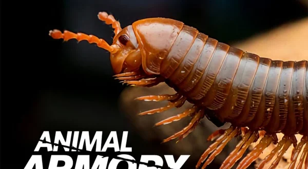 Animal Armory