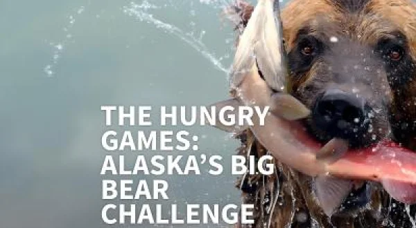 Açlık Oyunları Alaska'nın Büyük Ayı Mücadelesi