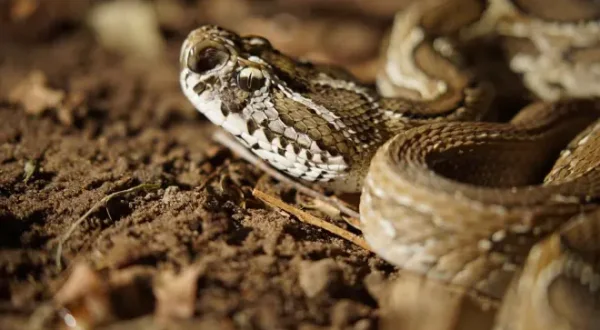 Morsure de serpent