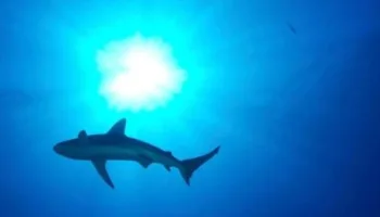 Os Predadores da Grande Barreira de Coral
