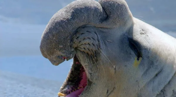 Die Sprache der Tiere