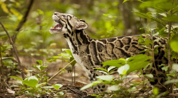 Επιστροφή της Νεφελώδους Λεοπάρδαλης | Return Of The Clouded Leopards