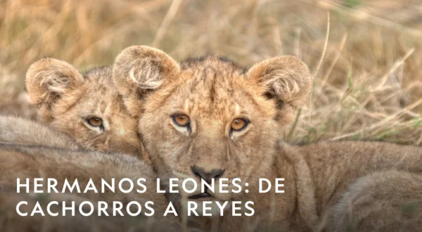 Hermanos leones: de cachorros a reyes