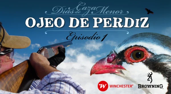 Días de caza menor. Ojeo de perdiz Ep.1 con Browning