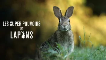 Les super-pouvoirs des lapins