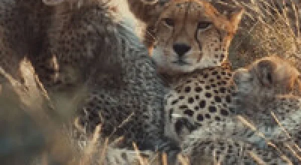 A Cheetah's Pride