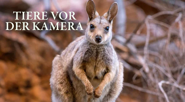 Tiere vor der Kamera