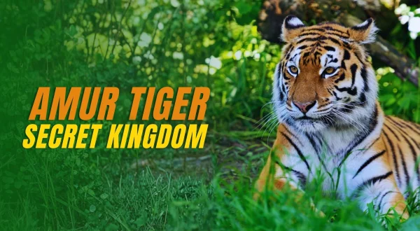 Amurtiger