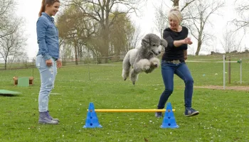 Anna und die Haustiere