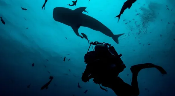 Haie - mit Steve Backshall