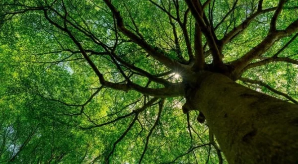 Curieux de Nature