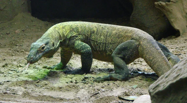 Zoogeflüster