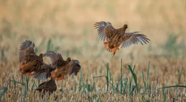 Chasseresse et passionnée