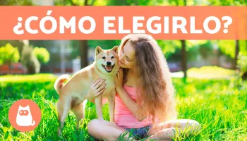 La importancia de la adopción y el voluntariado