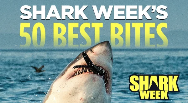 Shark Week's 50 Best Bites
