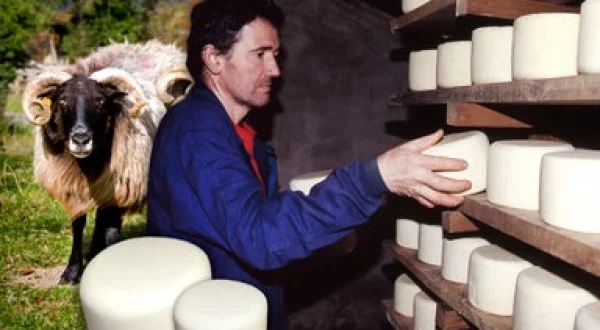 El queso pastoril. Elaboración artesanal con leche fresca de ovejas de raza lacha