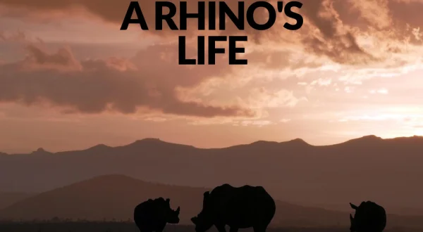A Rhino's Life