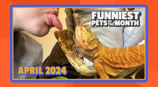 Funniest Pets of the Month