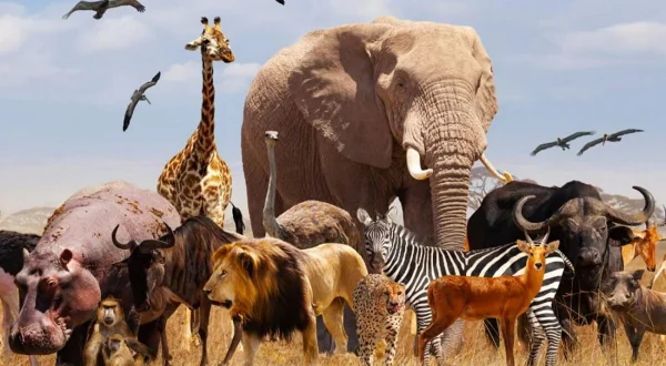 Zoo puzzle