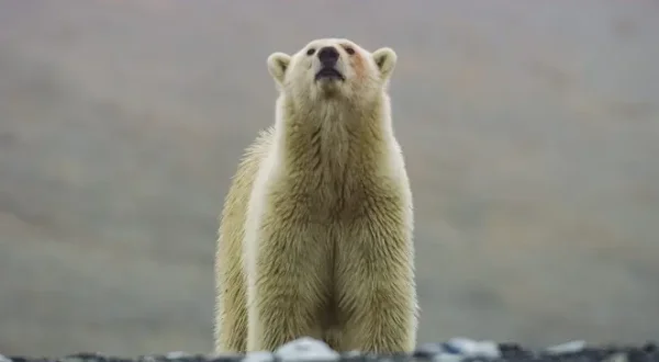 Frozen planet: Incanto di ghiaccio