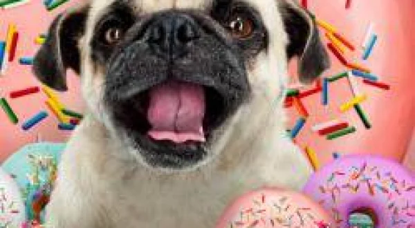 Gösteri Köpekleri