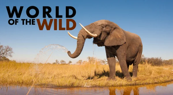 World of the Wild